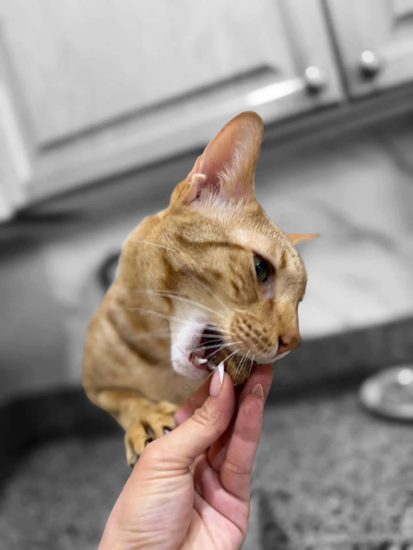 Gucci the Savannah cat eating a freeze-dried chicken heart treat from a hand